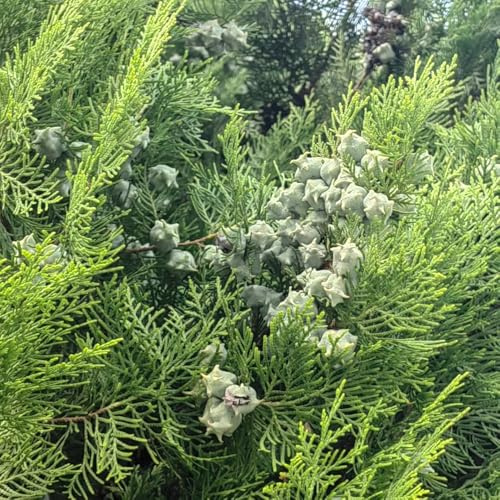 semi resistenti di cipresso - perenni al pieno sole di decorative vecchie varietà da giardino roccioso 150pcs