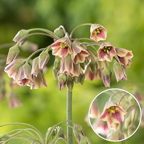 Plant in a Box - Allium Nectaroscordum Siculum - Bulbes à Fleurs - Set de 30 - Ail d'ornement - Rose - Bulbes de fleurs néerlandais