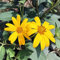 20 pz Bulbi di Helianthus tuberosus, Sementi Di Ortaggi Sul Balcone Orto Sul Balcone Tuberi di topinambur da piantare, piante di semi di verdure invernali I bulbi da fiore sono perenni,