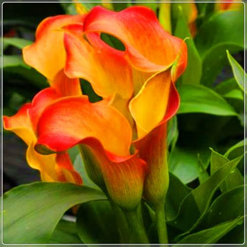 Calla Lily Bulbs-Calla Lily Plant Calla Lily Bulbs for Planting Now UK,Hardy Perennial,Wedding Flowers,Garden Flowers,Plant Bulbs-2bulbs-b