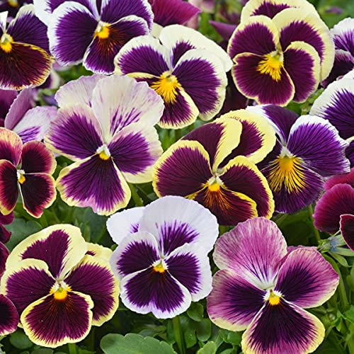 Pansy - Swiss Giant Mixed - 100 Seeds