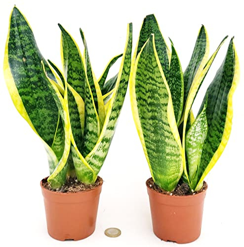 POWERS TO FLOWERS - SANSEVERIA LAURENTII, 2 PIANTE, VASO 10CM DIAMETRO ALTEZZA 20/23CM, pianta vera