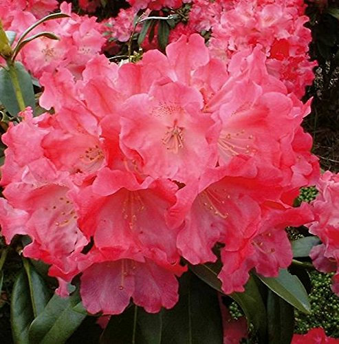 Hochstamm Rhododendron Morgenrot 40-60cm - Alpenrose - lebende Gartenpflanze aus den Baumschulen