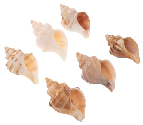 BESPORTBLE 6 Pièces Coquilles Conch Naturelles pour Crabes Décoration Aquarium Thème Plage Ornements Côtiers Habitat Naturel pour Crustacés Accessoires Maison