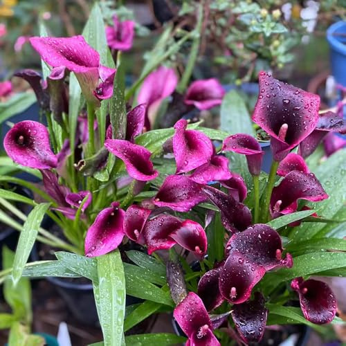 bulbi di calla - Zantedeschia aethiopica - resistenti giardino esterni esotiche roccioso perenni 5pcs