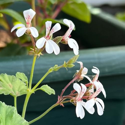 Gerani profumati, semi di geranio limone - da balcone selvatiche balcone del giardino aromatiche verdi raro per giardino di aromatiche 100pcs