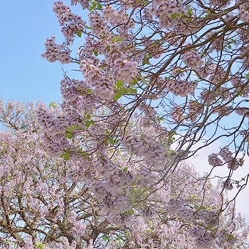 campanula paulownia d'appartamento sempreverdi giardino crescita 400semi