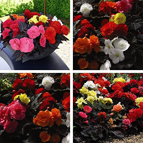 Begonia Non Stop Mocca Mixed Garden Plant Half-Hardy Perennial Flowering Garden Plants Easy to Grow Your Own 15x Garden Ready Plants by Thompson and Morgan