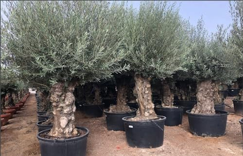 Ulivo olivo Olea europea bonsai in mastello da 285 lt cfr. tronco 100/120 cm FOTO REALI Vivaio di Castelletto