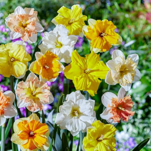FLORIUM – påskliljor lökar delad Korona-kollektion (25 blomsterlökar), doftande påskklockor, blandning av Holland, vinterhärdiga och fleråriga blomsorter för trädgårdar och planteringskärl. (inga