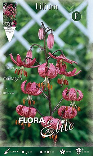BULBI AUTUNNALI LILIUM MARTAGON CONFEZIONE DA 1 BULBO BULBS