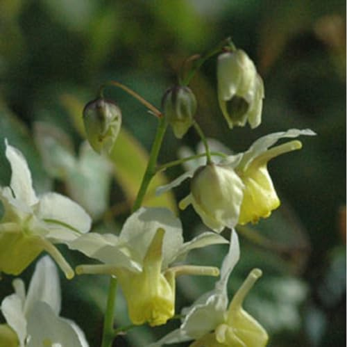 6 x Elfenblume schwefelgelb - Epimedium Versicolor 'Sulphureum' Topf 9x9cm: Gelbe Blüten, wintergrün, für schattige Plätze, Bodendecker.