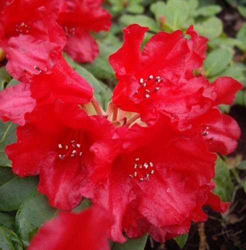Kleinwüchsiger Rhododendron 'Bad Eilsen' rote Zwerg Alpenrose 30-40 cm