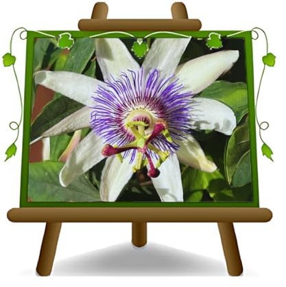 Passionsblume Amethyst Kletterpflanze im 17 cm Topf, Höhe 70 cm