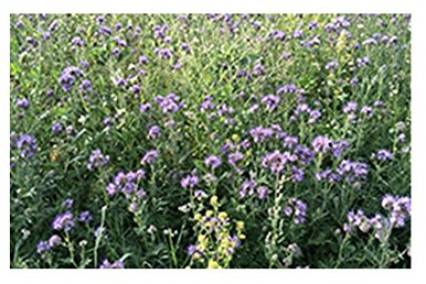 1 kg Phacelia; Gründünger, Bienenweide