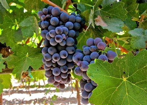 25 Barbatelle di uva da Vino, Piante innestate di I scelta, Piante certificate. Barbatelle di vite. (Barbera (Nero))