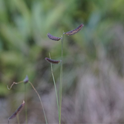 Blumixx Stauden Bouteloua gracilis – Moskitogras, grünlich blühend, winterharte Staude, pflegeleicht, für Steingarten