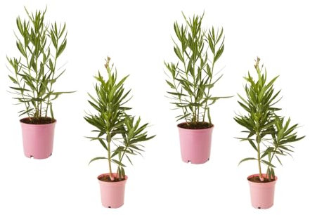 Set de CUATRO Arbustos de Adelfa Naturales Nerium Oleander Planta de Exterior