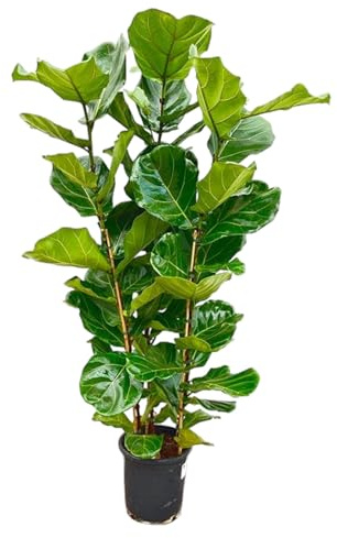 Ficus lyrata Geigenfeige Solitärpflanze ca. 140cm hoch 27cm Topf