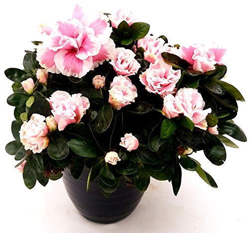 POWERS TO FLOWERS - AZALEA DA ESTERNO ROSA SCREZIATO IN VASO CERAMICA NERO A RIGHE, VARIETA' A FIORITURA ESTIVO/INVERNALE, vaso 16cm pianta vera