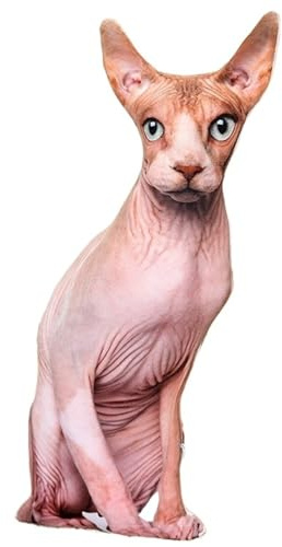 KUKUShining Katze Kuscheltier, Weiches Stofftier Zierkissen Plüschtier Süße Dekokissen Kopfkissen Kätzchen Plüsch Spielzeug Für Kinder(Hairlesscat)