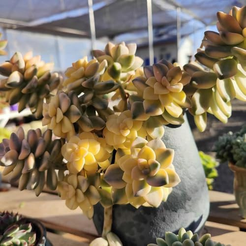 semillas de suculentas - perennes resistentes jardín rocas 400pcs