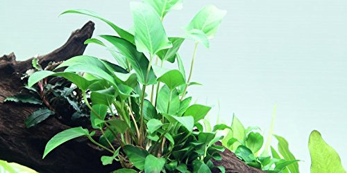 Anubias gracilis - Live aquarium plant