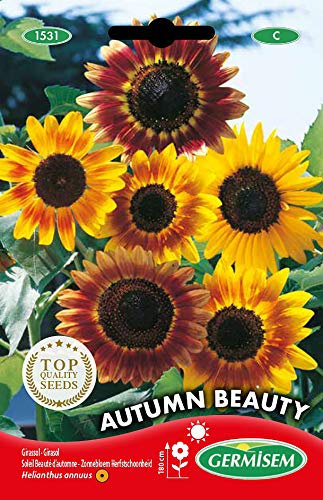 Germisem Sonneblume AUTUMN BEAUTY
