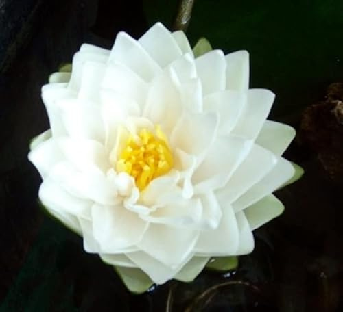 Teichpflanzen Seerosen : Nymphaea Seerose  Ernst Epple Sen.  winterhart Pflanztiefe bis 150 cm
