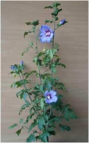 Hibiscus blau blühend Hibscus Blue Bird 60 cm hoch 3 L Topf | Winterhart, pflegeleicht & bienenfreundlich – blau blühend mit langer Blütezeit, ein Blickfang im Garten