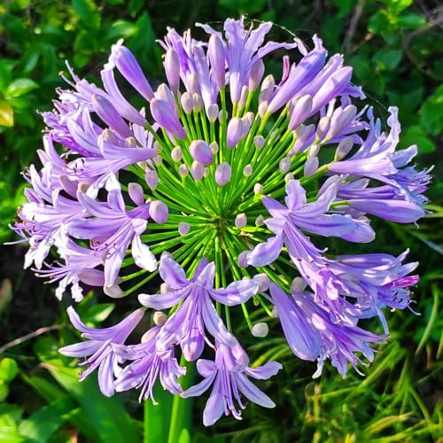 semi di giglio ornamentale, luoghi soleggiati Agapanthus africanus, come per gli ospiti perenni resistenti recisi da giardino 180pcs