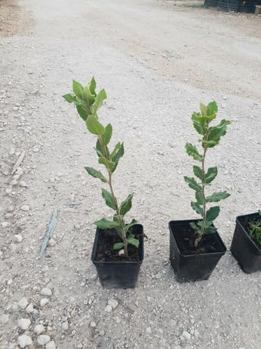 N.24 des Plantes Chêne  Holm  CM 30/40 IN Vase 10 (Photo Réelle) Quercus Ilex