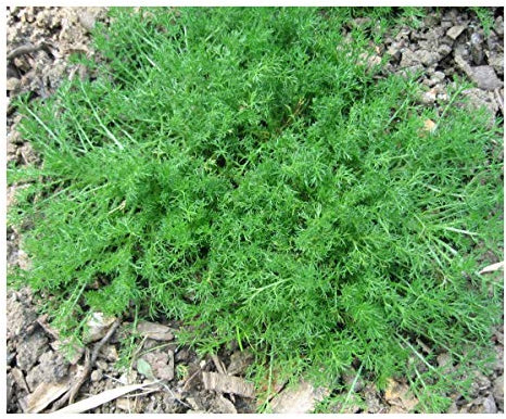 PREMIER SEEDS DIRECT - HERB - Chamomile (Anthemis NOBILIS) – 6000 Seeds