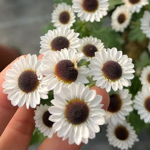 semi di margherita, aiuole rialzate giardino, perenni, resistenti decorazione rare 300pcs