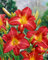Hemerocallis 'King of Hearts' 11x11 cm Topf – Winterhart, Mehrjährig, Pflegeleicht – Taglilie – Staude für Beet & Rabatte
