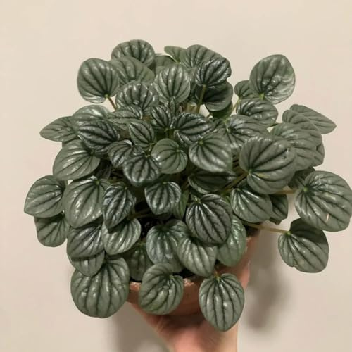 150 pcs zwergpfeffer pflanze samen, ausgefallene geschenke, pflanzen samen indoor (Peperomia caperata) gartengeschenke, topfpflanzen für draußen echte pflanzen, winterharte pflanzen