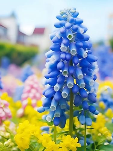 Hyacinth Bulbs Mix Golden Jade Carving Feels Perfect UK Now Simple Planting Perennial Strong Plants That Grow Well