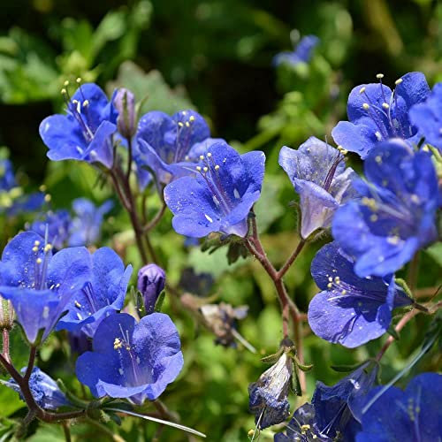 Buy4seeds 1000 Seeds Californian Bluebell Phacelia campanularia Blue Easy for Grow Garden