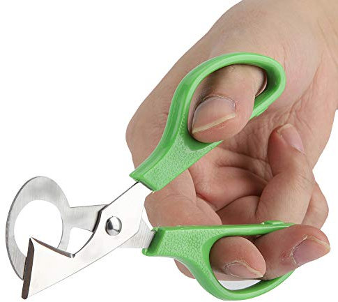Tagliauova di quaglia, forbici per uova di quaglia in acciaio inossidabile, strumento per aprire uova di quaglia di piccione, cesoie per uova di quaglia, piccione e altre piccole uova