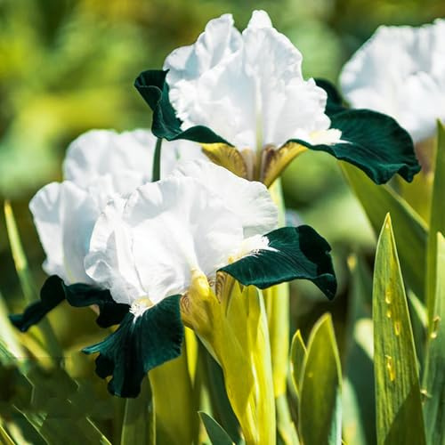 iris, iris - in vaso da appartamento forniture da giardino decorazioni giardino per esterni rari primaverili, lungo periodo di 2bulbi