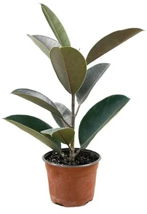 Ficus Robusta o Árbol del Caucho Natural Planta de Interior o Exterior