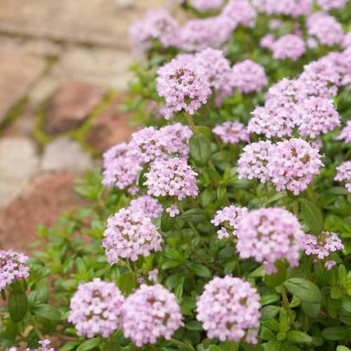 semillas de tomillo cubresuelo - balcón, jardín resistentes perennes, exóticas Variedades 55pcs