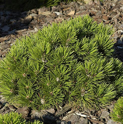 Zwerg Schlangenhaut Kiefer Schmidt 15-20cm - Pinus leucodermis - lebende Gartenpflanze aus den Baumschulen