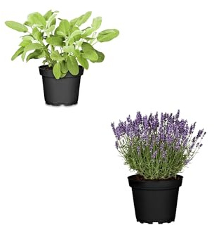 Set Plantas Aromáticas: Salvia y Lavanda - Hierbas Naturales