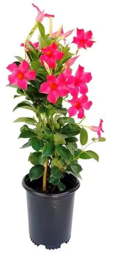 Mandevilla Rosa Natural Planta Trepadora para Jardines de Ensueño