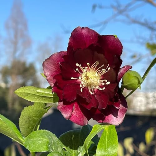 christrose frühlingsblumen zimmerpflanze kräutersamen blumensamen kaufen balkon garten christrosen gartenblumen mehrjährig winterhart gartenkräuter schnittblumen pflanztöpfe 50samen