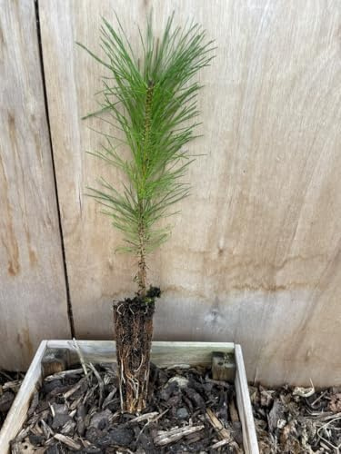 Lodgepole Pine - Pinus contorta | Hardy Evergreen for UK Gardens | Ideal for Windbreaks and Coastal Areas | Fast-Growing Conifer with Year-Round Interest - 40/60cm Cell