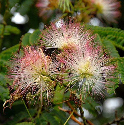 Hochstamm Seidenakazie Ombrella - Schlafbaum 80-100cm - Albizia julibrissin - lebende Gartenpflanze aus den Baumschulen