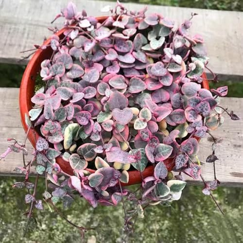 leuchterblume winterharte kübelpflanzen topfpflanzen draußen winterhart kräuterpflanzen gartenkräuter winterharte stauden mehrjährig bonsai topf pflanzensamen heilkräuter 15samen