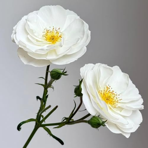 Semillas de rosal trepador, resistente y fragante de perennes resistentes aromáticas, para el balcón, para balcones, al aire 350pcs